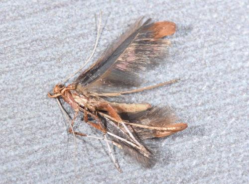 Caloptilia elongella